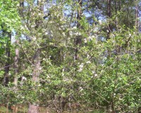malus angustifolia tree.jpg